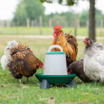 Šėrykla viščiukams su kojomis, reguliuojamo aukščio, 3 kg